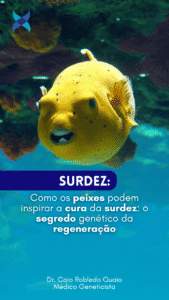 Como os peixes podem inspirar a cura da surdez: o segredo genético da regeneração Enquanto humanos convivem com a perda auditiva permanente ao danificarem as delicadas células sensoriais do ouvido interno, peixes como o paulistinha (zebrafish) têm um superpoder: regenerar essas células com facilidade. Um novo estudo publicado na Nature Communications revela dois genes específicos que coordenam como as células de suporte desses peixes se dividem e se transformam, abrindo caminho para o futuro da medicina regenerativa em humanos. Pesquisadores mapearam a atuação de dois genes da família cyclinD, cada um regulando a divisão de diferentes populações de células-tronco no órgão sensorial do zebrafish chamado neuromasto, uma estrutura que lembra os sensores auditivos humanos. Essa descoberta não só aprofunda o entendimento sobre a regeneração auditiva em peixes, como também levanta a possibilidade de estimular caminhos semelhantes em humanos, oferecendo esperança para o tratamento da surdez e de outras condições causadas pela perda celular permanente. Link para o estudo: http://dx.doi.org/10.1038/s41467-025-60251-0 Conteúdo elaborado por: Dr. Caio Robledo Quaio, MD, MBA, PhD Médico Geneticista - CRM-SP 129.169 / RQE nº 39130 #Surdez #CélulasTronco #RegeneraçãoCelular #MedicinaRegenerativa #PesquisaGenética #Audição #Cientistas #DivulgaçãoCientífica #NatureCommunications #InovaçãoEmSaúde #Ciência #EducaçãoMédica #Geneaxis #Genética #Genômica #MedicinaDePrecisão #MedicinaPersonalizada #PesquisaCientífica #Saúde
