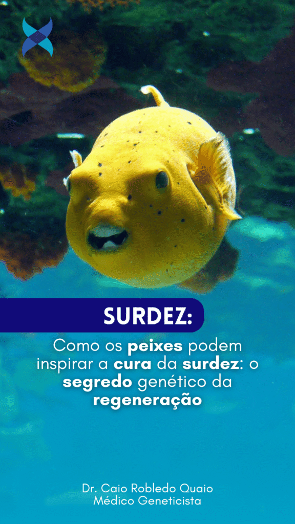 Como os peixes podem inspirar a cura da surdez: o segredo genético da regeneração Enquanto humanos convivem com a perda auditiva permanente ao danificarem as delicadas células sensoriais do ouvido interno, peixes como o paulistinha (zebrafish) têm um superpoder: regenerar essas células com facilidade. Um novo estudo publicado na Nature Communications revela dois genes específicos que coordenam como as células de suporte desses peixes se dividem e se transformam, abrindo caminho para o futuro da medicina regenerativa em humanos. Pesquisadores mapearam a atuação de dois genes da família cyclinD, cada um regulando a divisão de diferentes populações de células-tronco no órgão sensorial do zebrafish chamado neuromasto, uma estrutura que lembra os sensores auditivos humanos. Essa descoberta não só aprofunda o entendimento sobre a regeneração auditiva em peixes, como também levanta a possibilidade de estimular caminhos semelhantes em humanos, oferecendo esperança para o tratamento da surdez e de outras condições causadas pela perda celular permanente. Link para o estudo: http://dx.doi.org/10.1038/s41467-025-60251-0 Conteúdo elaborado por: Dr. Caio Robledo Quaio, MD, MBA, PhD Médico Geneticista - CRM-SP 129.169 / RQE nº 39130 #Surdez #CélulasTronco #RegeneraçãoCelular #MedicinaRegenerativa #PesquisaGenética #Audição #Cientistas #DivulgaçãoCientífica #NatureCommunications #InovaçãoEmSaúde #Ciência #EducaçãoMédica #Geneaxis #Genética #Genômica #MedicinaDePrecisão #MedicinaPersonalizada #PesquisaCientífica #Saúde