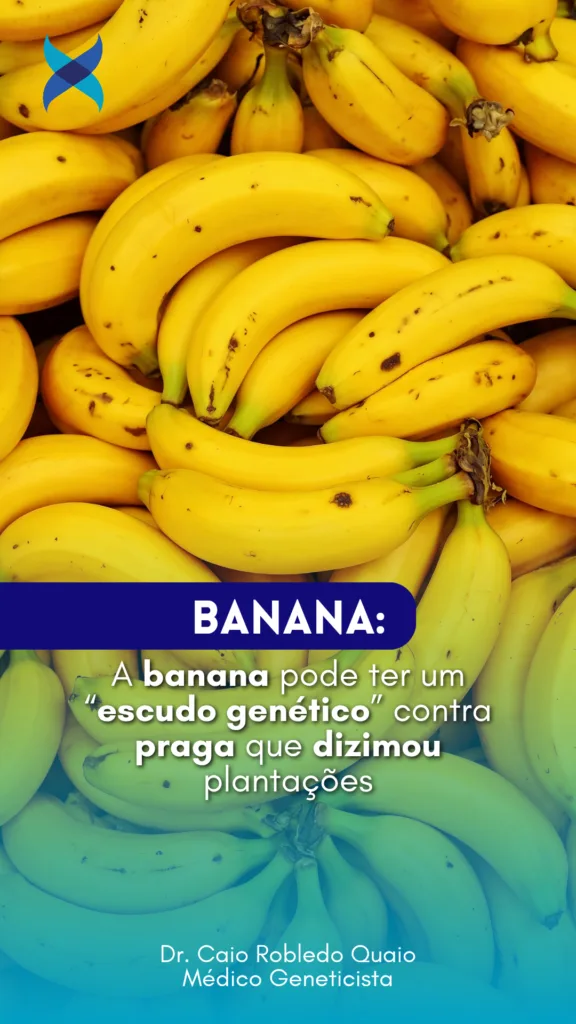 banana e doença do Panamá – escudo genético no cromossomo 5.