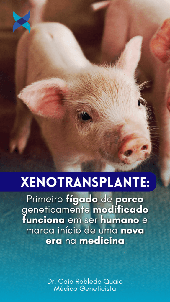 xenotransplante de fígado com órgão de porco geneticamente modificado.
