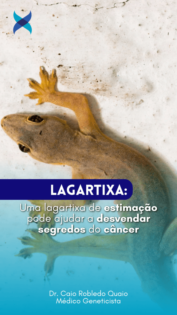 Gecko lemon frost estudado como possível modelo para pesquisa sobre câncer