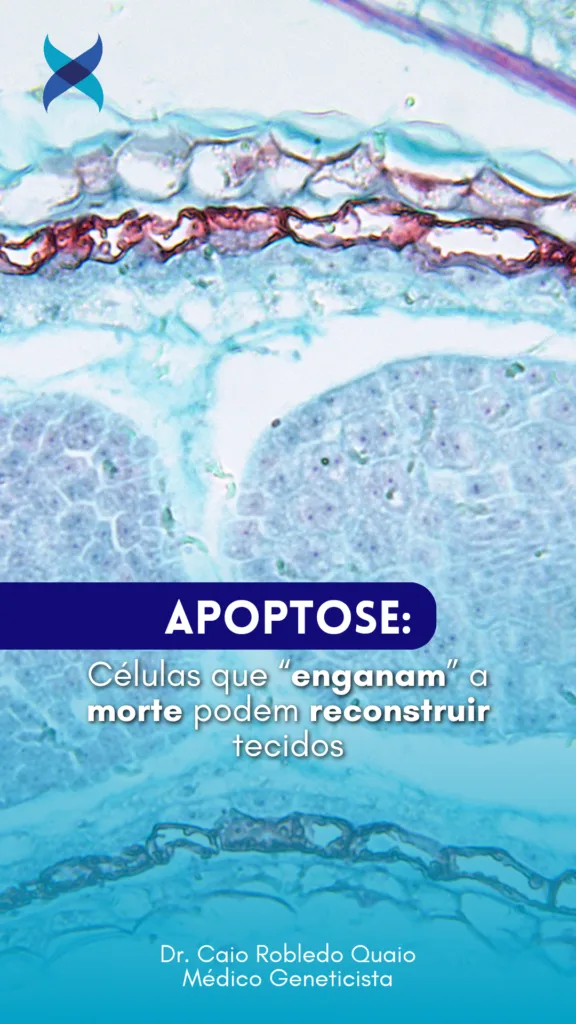 Apoptose e regeneração celular: pesquisa investiga células resistentes à morte após exposição à radiação.