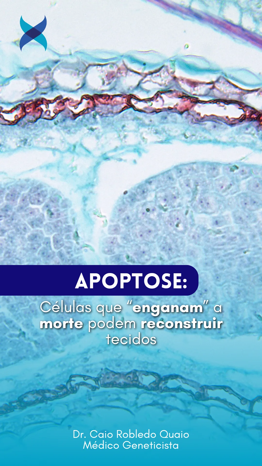 Apoptose e regeneração celular: pesquisa investiga células resistentes à morte após exposição à radiação.