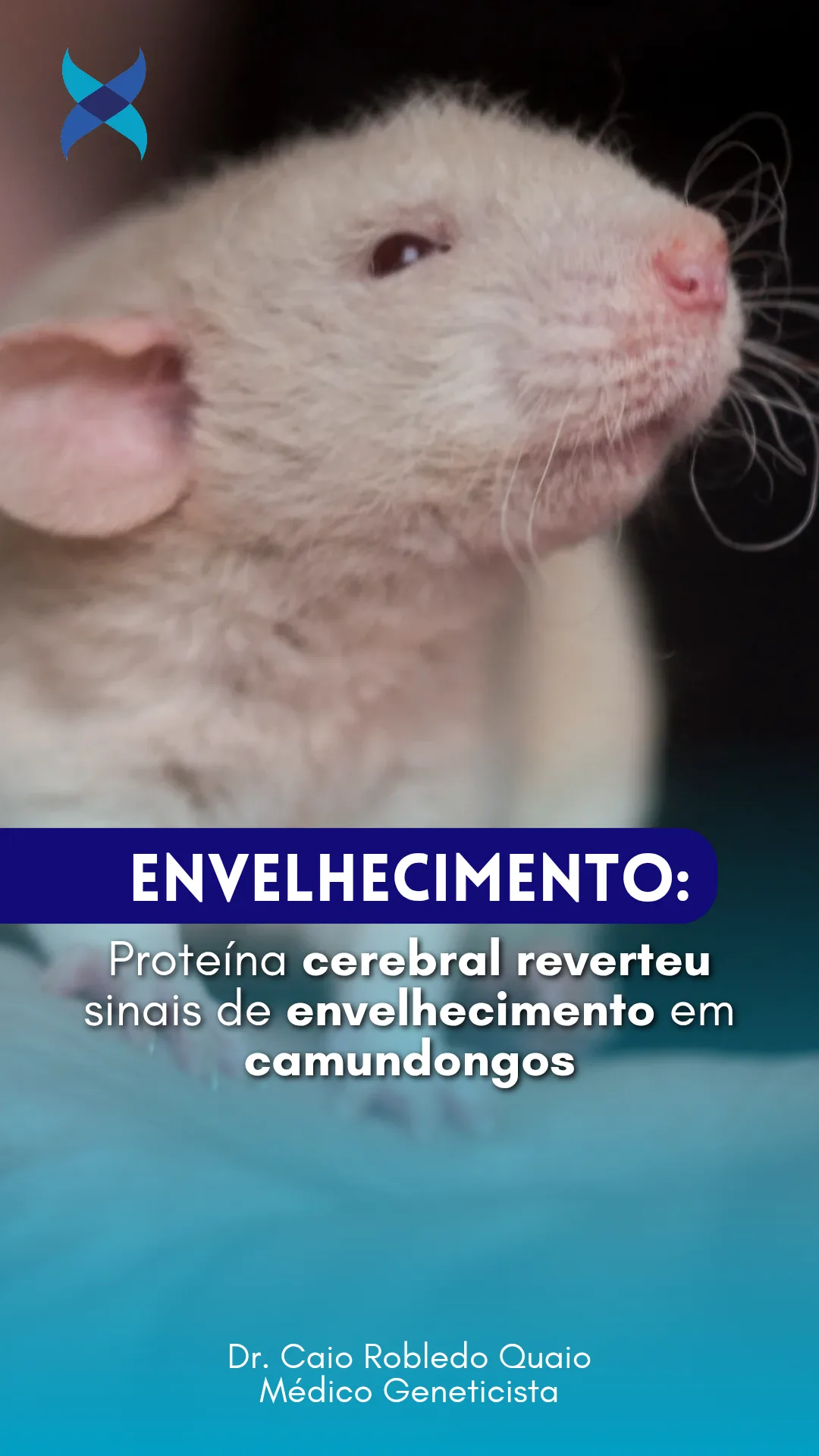 Menin no hipotálamo e envelhecimento: estudo experimental em camundongos