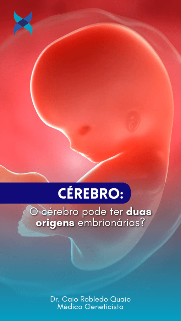 Duas origens embrionárias do cérebro: estudo identifica progenitores neurais anteriores e posteriores